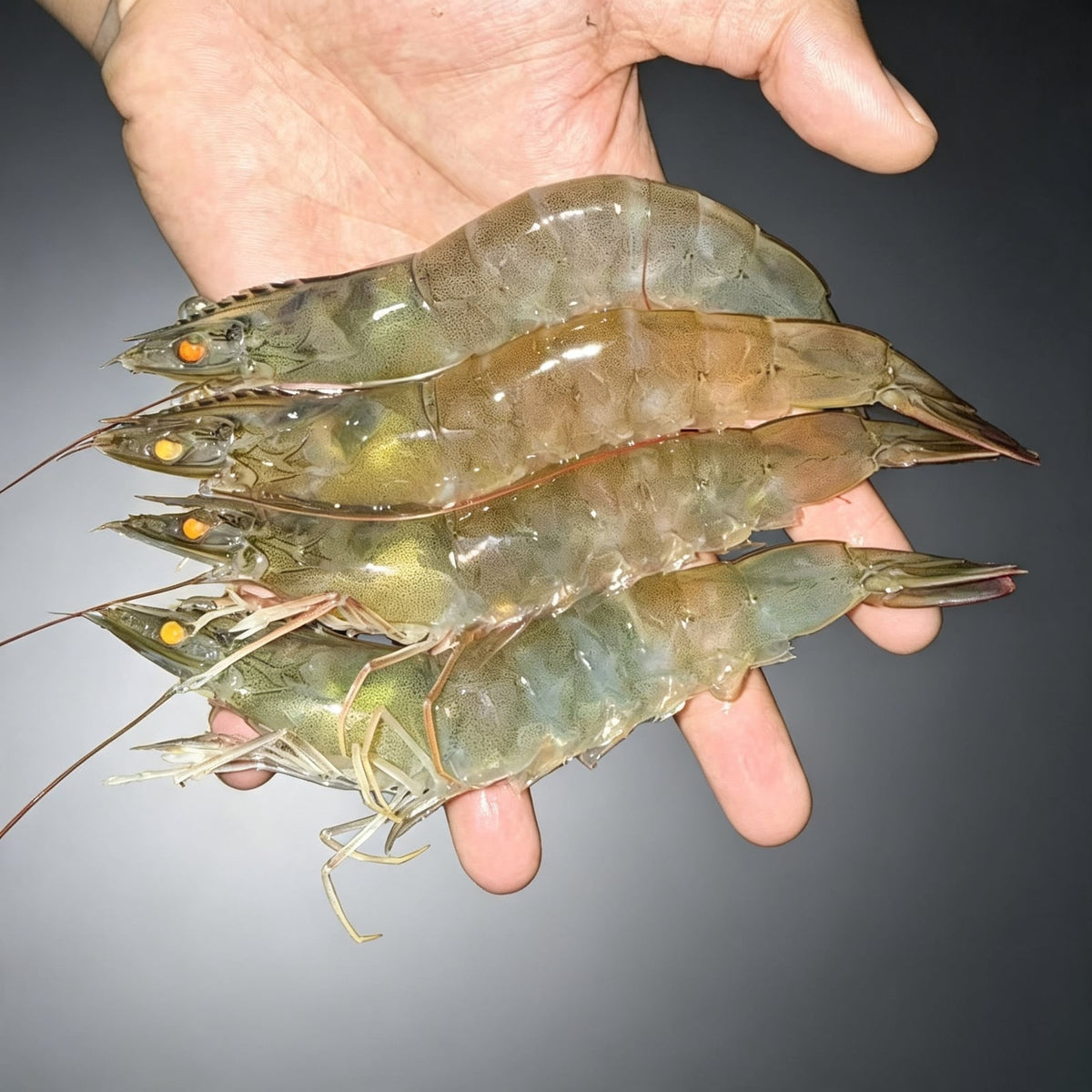 Frozen Whole Vannamei Shrimp