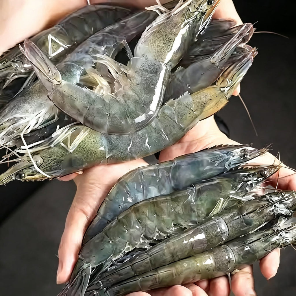 Frozen Whole Vannamei Shrimp